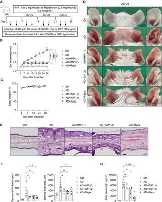 Imidazole propionate ameliorates atopic dermatitis-like skin lesions by inhibiting mitochondrial ROS and mTORC2